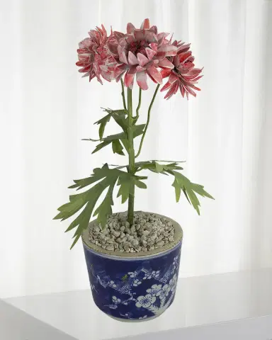 Tommy Mitchell Crysanthemum November Birth Flower in Ceramic Pot | Thumbnail 1 Tommy Mitchell Crysanthemum November Birth Flower in Ceramic Pot | Thumbnail 1
