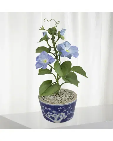 Tommy Mitchell Morning Glory September Birth Flower in Ceramic Pot | Thumbnail 2 Tommy Mitchell Morning Glory September Birth Flower in Ceramic Pot | Thumbnail 2