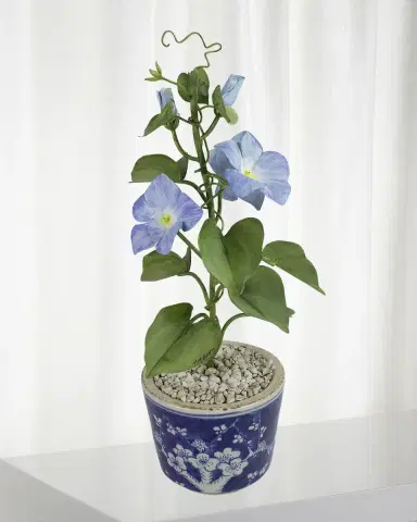 Tommy Mitchell Morning Glory September Birth Flower in Ceramic Pot | Thumbnail 1 Tommy Mitchell Morning Glory September Birth Flower in Ceramic Pot | Thumbnail 1