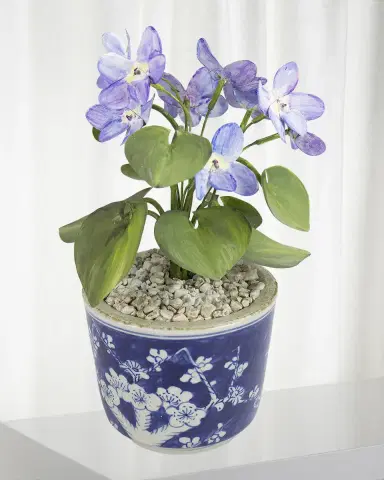 Tommy Mitchell Violet February Birth Flower in Ceramic Pot | Thumbnail 1 Tommy Mitchell Violet February Birth Flower in Ceramic Pot | Thumbnail 1