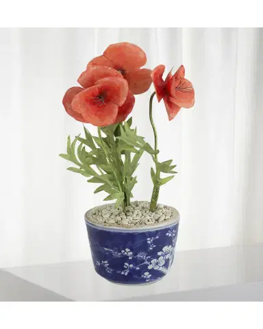 Tommy Mitchell Poppy August Birth Flower in Ceramic Pot | Thumbnail 2 Tommy Mitchell Poppy August Birth Flower in Ceramic Pot | Thumbnail 2