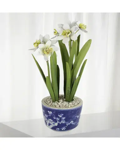 Tommy Mitchell Narcissus December Birth Flower in Blue/White Ceramic Pot | Thumbnail 2 Tommy Mitchell Narcissus December Birth Flower in Blue/White Ceramic Pot | Thumbnail 2