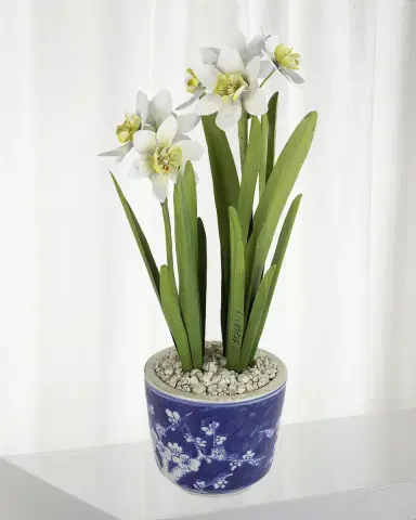 Tommy Mitchell Narcissus December Birth Flower in Blue/White Ceramic Pot | Thumbnail 1 Tommy Mitchell Narcissus December Birth Flower in Blue/White Ceramic Pot | Thumbnail 1