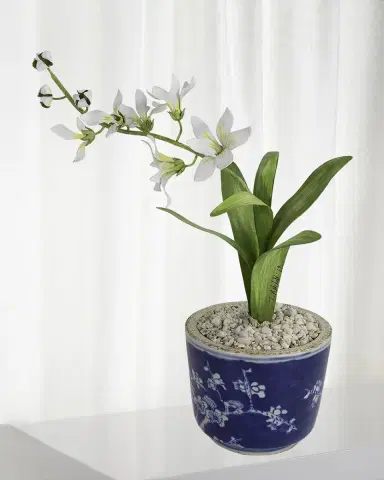 Tommy Mitchell Freesia March Birth Flower in Ceramic Pot | Thumbnail 1 Tommy Mitchell Freesia March Birth Flower in Ceramic Pot | Thumbnail 1