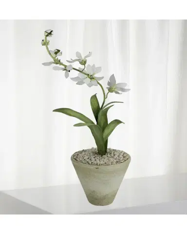 Tommy Mitchell Freesia March Birth Flower in White Terracotta Pot | Thumbnail 2 Tommy Mitchell Freesia March Birth Flower in White Terracotta Pot | Thumbnail 2