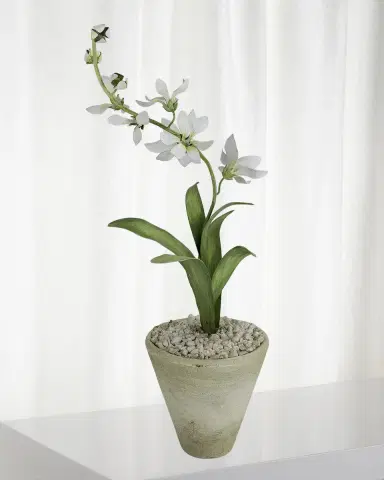 Tommy Mitchell Freesia March Birth Flower in White Terracotta Pot | Thumbnail 1 Tommy Mitchell Freesia March Birth Flower in White Terracotta Pot | Thumbnail 1