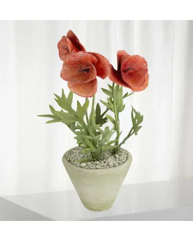 Tommy Mitchell Poppy August Birth Flower in White Terracotta Pot | Thumbnail 2 Tommy Mitchell Poppy August Birth Flower in White Terracotta Pot | Thumbnail 2