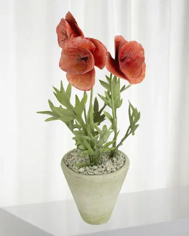 Tommy Mitchell Poppy August Birth Flower in White Terracotta Pot | Thumbnail 1 Tommy Mitchell Poppy August Birth Flower in White Terracotta Pot | Thumbnail 1