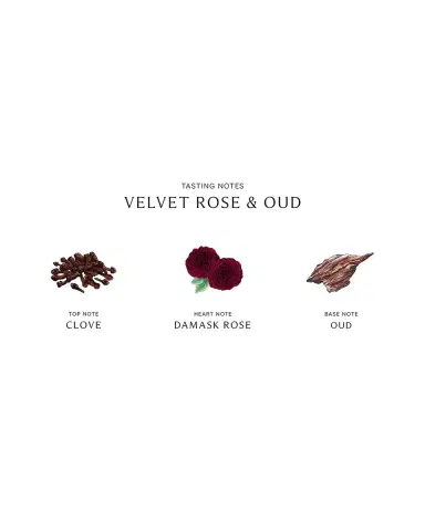 Jo Malone London Velvet Rose and Oud Cologne Intense | Thumbnail 3 Jo Malone London Velvet Rose and Oud Cologne Intense | Thumbnail 3