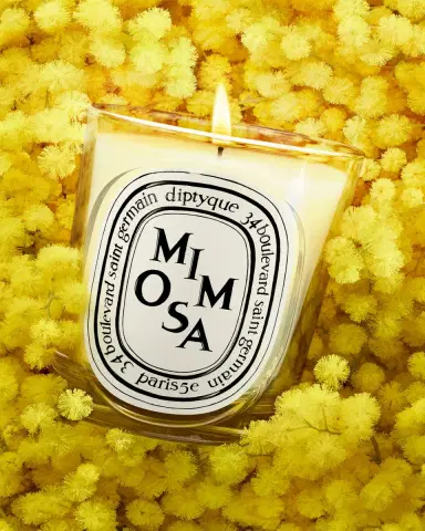 Diptyque Mimosa Classic Candle, 6.7 oz. | Thumbnail 3 Diptyque Mimosa Classic Candle, 6.7 oz. | Thumbnail 3
