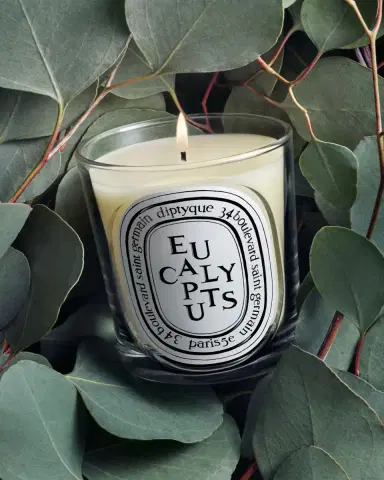 Diptyque Eucalyptus Classic Candle, 6.7 oz. | Thumbnail 3 Diptyque Eucalyptus Classic Candle, 6.7 oz. | Thumbnail 3