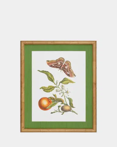 Shadow Catchers "Classic Botanical IV" Framed Giclee | Thumbnail 2 Shadow Catchers "Classic Botanical IV" Framed Giclee | Thumbnail 2