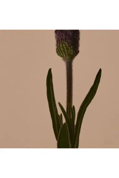 Aesop Solais Replenishing Hand Serum | Thumbnail 13 Aesop Solais Replenishing Hand Serum | Thumbnail 13