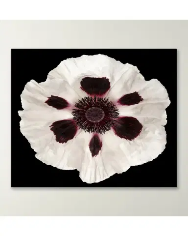 Wendover Art Group White Poppy Giclee | Thumbnail 2 Wendover Art Group White Poppy Giclee | Thumbnail 2
