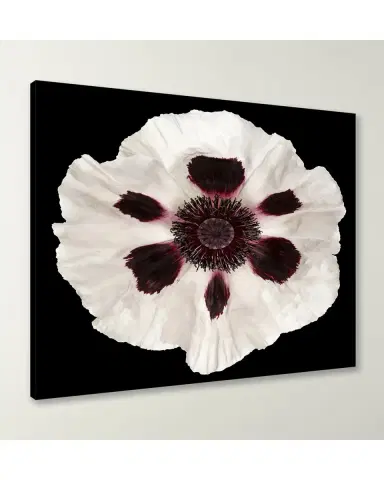 Wendover Art Group White Poppy Giclee | Thumbnail 3 Wendover Art Group White Poppy Giclee | Thumbnail 3