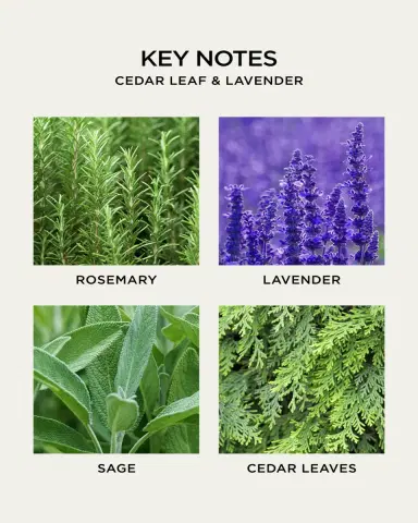 NEST New York Cedar Leaf & Lavender Liquid Soap, 10 oz. | Thumbnail 6 NEST New York Cedar Leaf & Lavender Liquid Soap, 10 oz. | Thumbnail 6