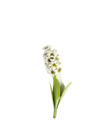 Tommy Mitchell Original Painted Hyacinth Study | Thumbnail 1 Tommy Mitchell Original Painted Hyacinth Study | Thumbnail 1