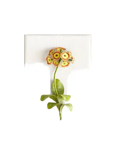 Tommy Mitchell Original Painted Auricula Study | Thumbnail 1 Tommy Mitchell Original Painted Auricula Study | Thumbnail 1