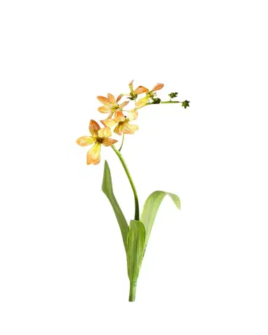 Tommy Mitchell Original Painted Freesia Study | Thumbnail 1 Tommy Mitchell Original Painted Freesia Study | Thumbnail 1