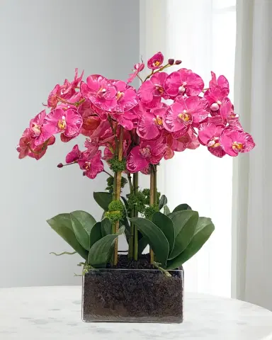 Winward Home Phalaenopsis Orchid Arrangement in Square Vase | Thumbnail 1 Winward Home Phalaenopsis Orchid Arrangement in Square Vase | Thumbnail 1