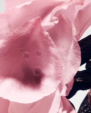 Balmain Beauty Rose De Soie Eau de Parfum | Thumbnail 3 Balmain Beauty Rose De Soie Eau de Parfum | Thumbnail 3