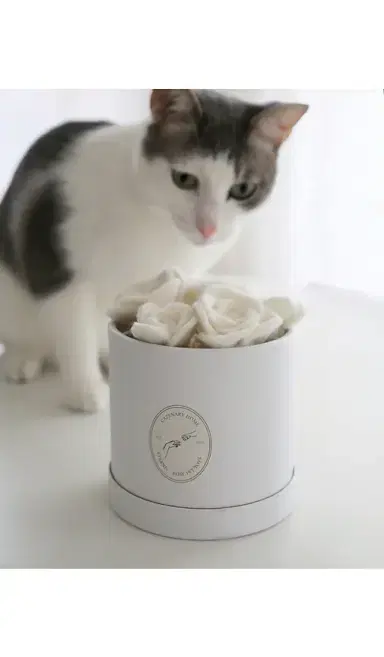 Catenary Home Flora Eterna Pet Toy Box | Thumbnail 5 Catenary Home Flora Eterna Pet Toy Box | Thumbnail 5