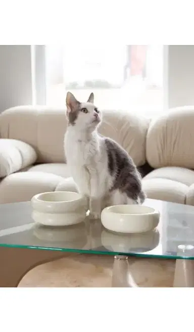 Catenary Home Elevated Halo Pet Bowl | Thumbnail 2 Catenary Home Elevated Halo Pet Bowl | Thumbnail 2