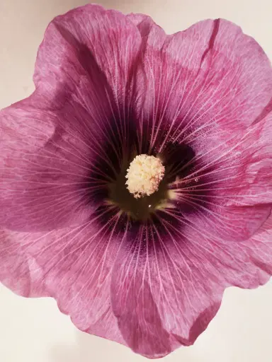 Chloé Atelier des Fleurs Hibiscus Abelmoschus Eau de Parfum 1.7 fl oz | Thumbnail 4 Chloé Atelier des Fleurs Hibiscus Abelmoschus Eau de Parfum 1.7 fl oz | Thumbnail 4