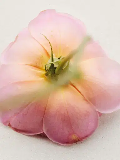 Chloé Atelier des Fleurs Rosa Damascena Eau de Parfum 5.1 fl oz | Thumbnail 4 Chloé Atelier des Fleurs Rosa Damascena Eau de Parfum 5.1 fl oz | Thumbnail 4