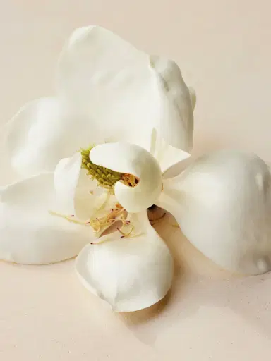 Chloé Atelier des Fleurs Magnolia Alba Eau de Parfum 5.1 fl oz | Thumbnail 4 Chloé Atelier des Fleurs Magnolia Alba Eau de Parfum 5.1 fl oz | Thumbnail 4
