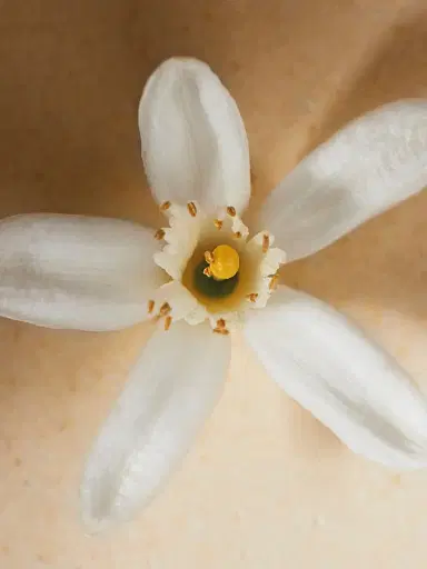 Chloé Atelier des Fleurs Neroli Eau de Parfum 5.1 fl oz | Thumbnail 4 Chloé Atelier des Fleurs Neroli Eau de Parfum 5.1 fl oz | Thumbnail 4