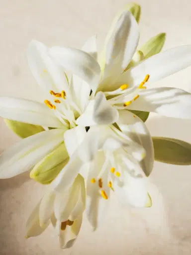 Chloé Atelier des Fleurs Tuberosa 1974 Eau de Parfum 5.1 fl oz | Thumbnail 4 Chloé Atelier des Fleurs Tuberosa 1974 Eau de Parfum 5.1 fl oz | Thumbnail 4