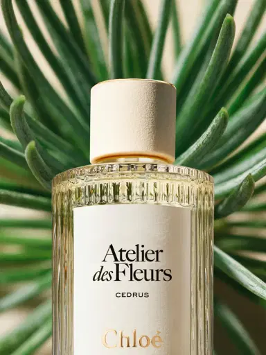 Chloé Atelier des Fleurs Cedrus Eau de Parfum 5.1 fl oz | Thumbnail 4 Chloé Atelier des Fleurs Cedrus Eau de Parfum 5.1 fl oz | Thumbnail 4