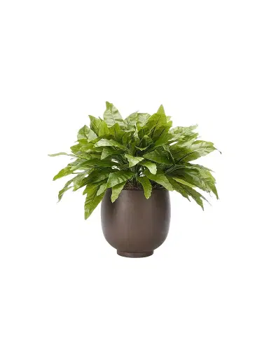 NDI Faux Bird's Nest Fern In Concrete Pot | Thumbnail 1 NDI Faux Bird's Nest Fern In Concrete Pot | Thumbnail 1