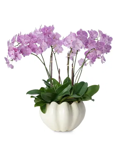AERIN Mirabelle Ceramic Cachepot | Thumbnail 2 AERIN Mirabelle Ceramic Cachepot | Thumbnail 2