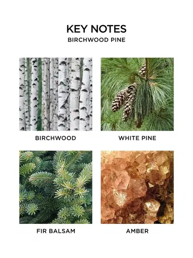 NEST New York Birchwood Pine Scented Candle | Thumbnail 5 NEST New York Birchwood Pine Scented Candle | Thumbnail 5