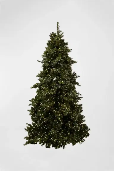 Barcana Royal Majestic Pine Pre-Lit Christmas Tree w/ Cluster Warm White LED Lights, 7.5 ' | Thumbnail 3 Barcana Royal Majestic Pine Pre-Lit Christmas Tree w/ Cluster Warm White LED Lights, 7.5 ' | Thumbnail 3